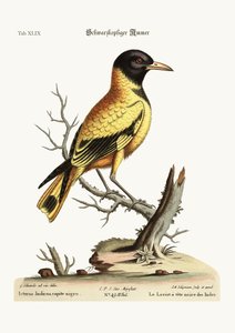 黒頭のインドの黄昏、1749-73